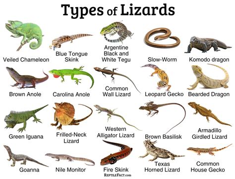 5 different types of reptiles.